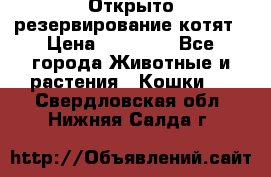 Открыто резервирование котят › Цена ­ 15 000 - Все города Животные и растения » Кошки   . Свердловская обл.,Нижняя Салда г.